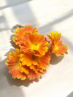 جلبيرا ملمس طبيعي عدد 6