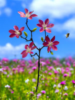 زهرة ساكورا