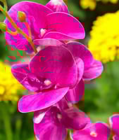 زهرة اوركيد صغير 5 افرع