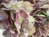 ورد هدرنجا ملمس طبيعي