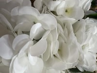 ورد هدرنجا ملمس طبيعي