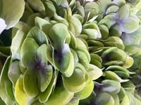 ورد هدرنجا ملمس طبيعي