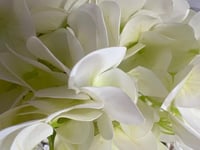 ورد هدرنجا ملمس طبيعي