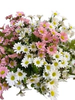 جلبيرا مني صناعي