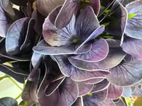 ورد هدرنجا ملمس طبيعي