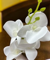 زهرة اوركيد صغير 5 افرع