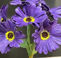 جلبيرا ملمس طبيعي عدد 6