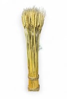 سنابل قمح مجفف