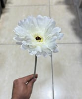 جلبيرا قطعة واحدة