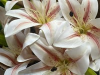 ورد كزابلنكا ملمس طبيعي