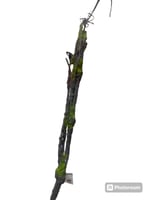 اغصان تنسيق مع خضار خفيف طول متر ونص