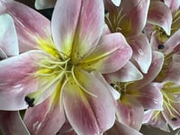 ورد كزابلنكا ملمس طبيعي