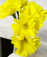 جلبيرا ملمس طبيعي عدد 6