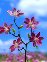 زهرة ساكورا