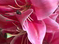 ورد كزابلنكا ملمس طبيعي