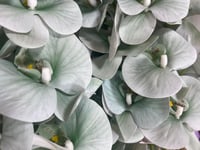 زهرة الأوركيد ملمس طبيعي