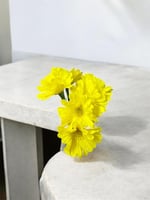 جلبيرا ملمس طبيعي عدد 6