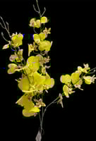 دلفينيوم صناعي ثلاث الوان