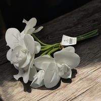 مسكة اوركيد ابيض 6 افرع 25410