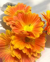 جلبيرا ملمس طبيعي عدد 6