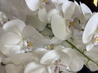 زهرة الأوركيد ملمس طبيعي