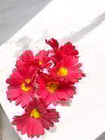 جلبيرا ملمس طبيعي عدد 6