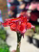 ورد الكالا ملمس طبيعي