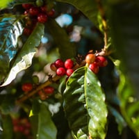 بلند صباح جيشا | Morning Geisha