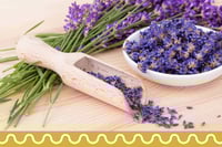 خزامى المدينة (لافندر)