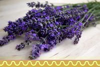 خزامى المدينة (لافندر)