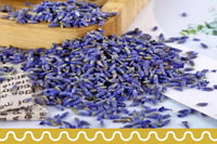 خزامى المدينة (لافندر)