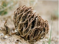 كف مريم - كف مريم فوائد