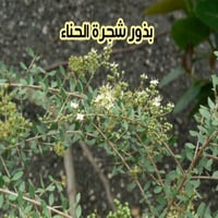بذور شجرة الحناء ( 10 بذرات )