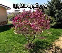 بذور ماغنوليا