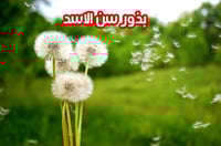 بذور سن الاسد