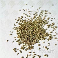 بذور النونخة