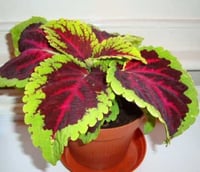 بذور زهرة السجاد (Coleus Blume)