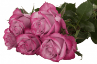 روز (جوري) شدة 10 أغصان - Rose