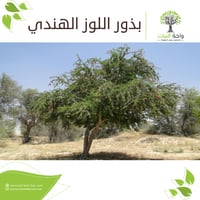 بذور اللوز الهندي