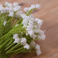 بنش جيبسوفيليا ابيض