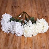 بنش هيدرنجا ابيض