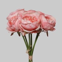 بنش بيوني وردي