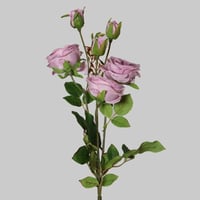 غصن بيوني موف