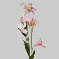 غصن زهور وردي