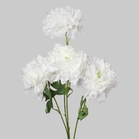 غصن الفاوانيا ابيض