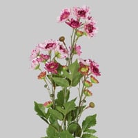 غصن الكريز موف