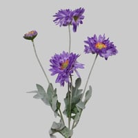 غصن الديزي ليلك