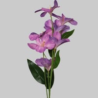 زهور الألستروميريا موف