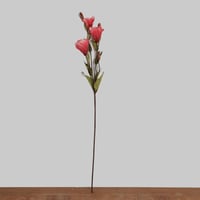 غصن ليزيانثس اصفر