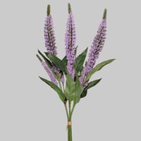 ورد اللافندر موف